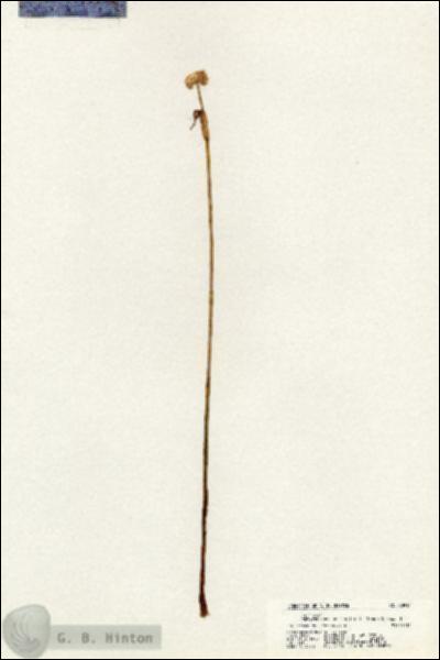 URN_catalog_HBHinton_herbarium_20914.jpg.jpg