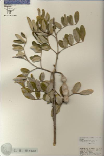 URN_catalog_HBHinton_herbarium_25734.jpg.jpg