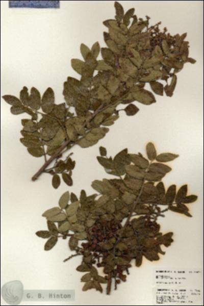 URN_catalog_HBHinton_herbarium_23602.jpg.jpg