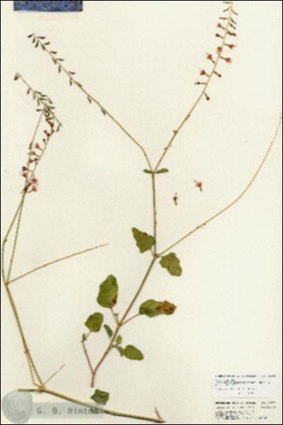 URN_catalog_HBHinton_herbarium_25693.jpg.jpg
