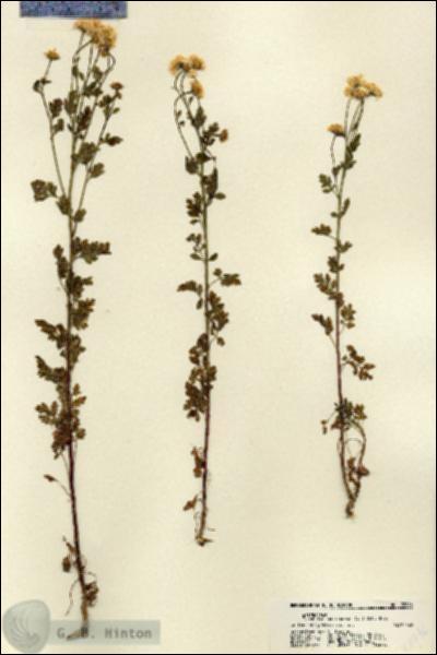 URN_catalog_HBHinton_herbarium_22246.jpg.jpg