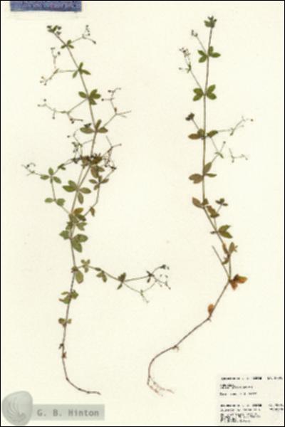 URN_catalog_HBHinton_herbarium_22895.jpg.jpg