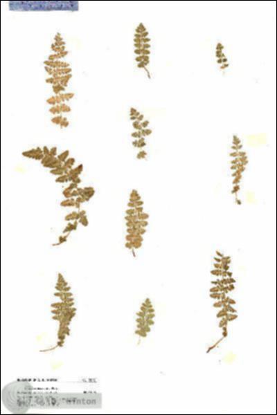 URN_catalog_HBHinton_herbarium_20081.jpg.jpg