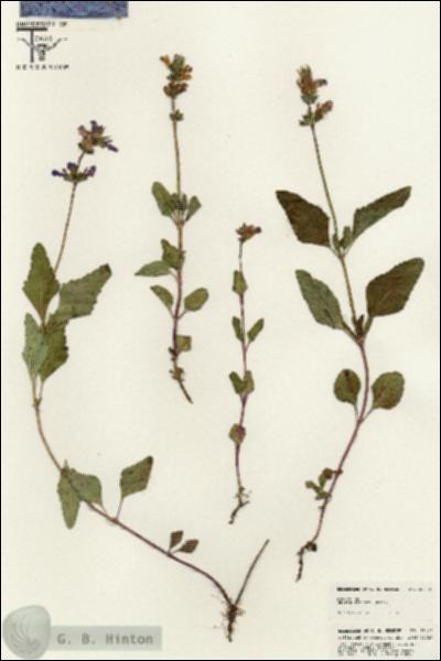 URN_catalog_HBHinton_herbarium_25420.jpg.jpg