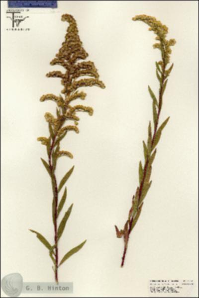 URN_catalog_HBHinton_herbarium_25587.jpg.jpg