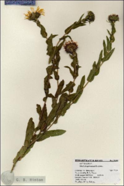 URN_catalog_HBHinton_herbarium_25388.jpg.jpg