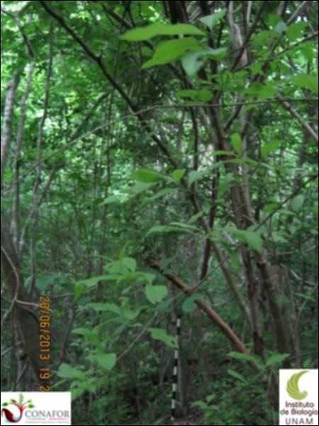 77577_S1_ARC_20130628_035_001.jpg.jpg