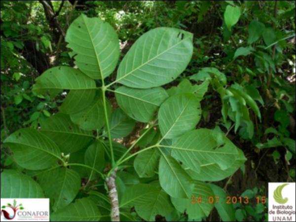75129_S2_HJ2_20130724_006_001.jpg.jpg