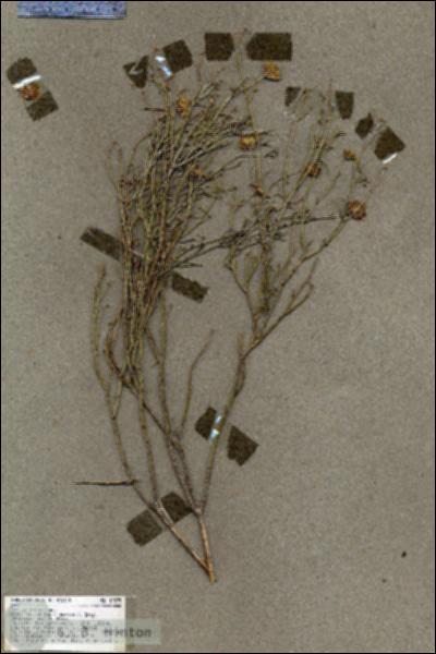 URN_catalog_HBHinton_herbarium_19275.jpg.jpg
