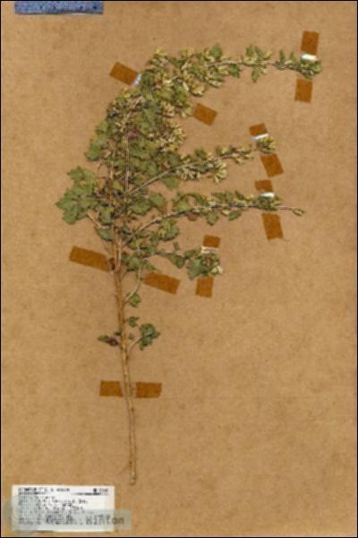 URN_catalog_HBHinton_herbarium_18042.jpg.jpg