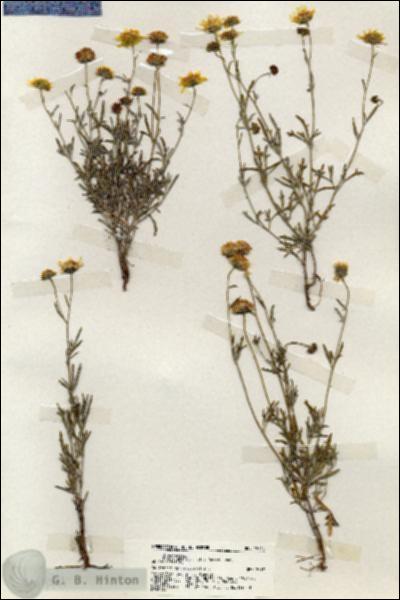 URN_catalog_HBHinton_herbarium_19744.jpg.jpg