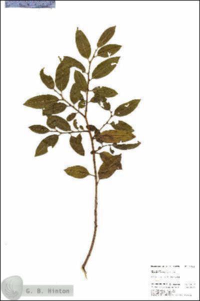URN_catalog_HBHinton_herbarium_24813.jpg.jpg