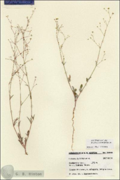 URN_catalog_HBHinton_herbarium_28645.jpg.jpg