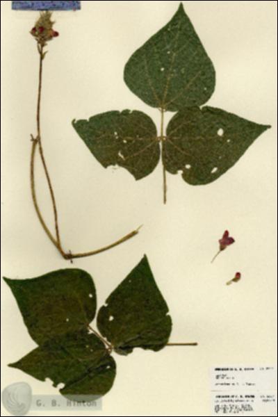 URN_catalog_HBHinton_herbarium_23251.jpg.jpg