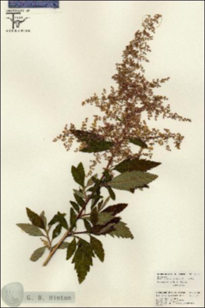 URN_catalog_HBHinton_herbarium_26023.jpg.jpg