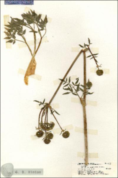 URN_catalog_HBHinton_herbarium_20141.jpg.jpg