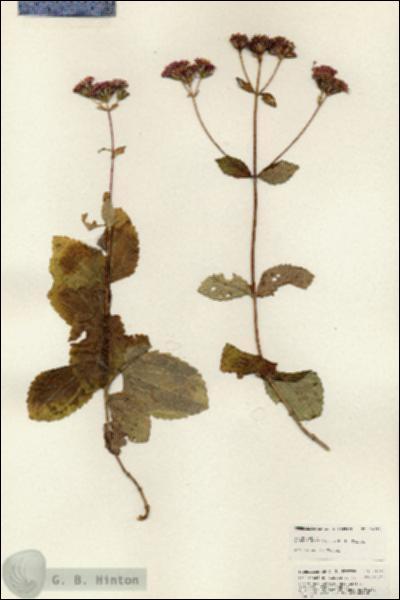 URN_catalog_HBHinton_herbarium_24931.jpg.jpg