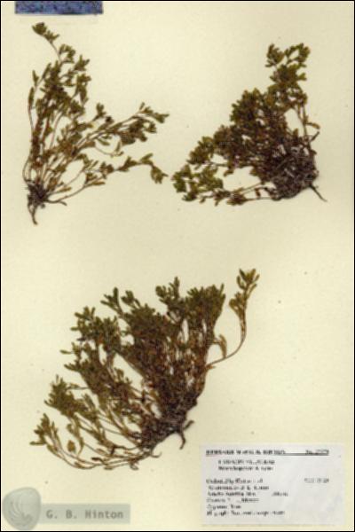 URN_catalog_HBHinton_herbarium_27579.jpg.jpg