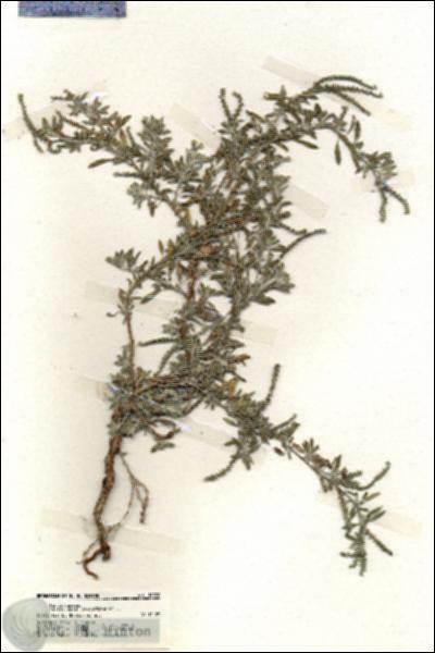 URN_catalog_HBHinton_herbarium_19976.jpg.jpg