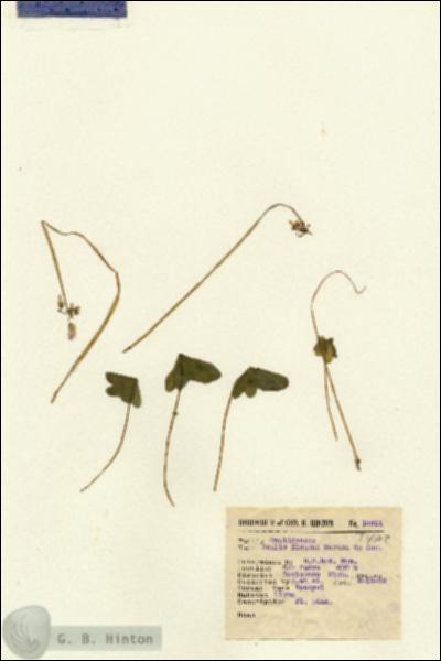 URN_catalog_HBHinton_herbarium_13811.jpg.jpg