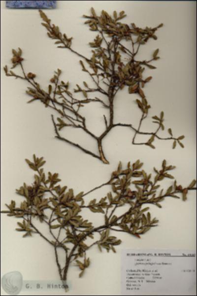 URN_catalog_HBHinton_herbarium_19162.jpg.jpg