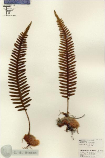 URN_catalog_HBHinton_herbarium_26195.jpg.jpg