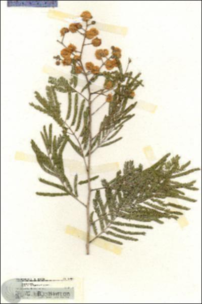 URN_catalog_HBHinton_herbarium_19927.jpg.jpg