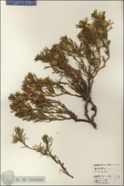 URN_catalog_HBHinton_herbarium_24834.jpg.jpg