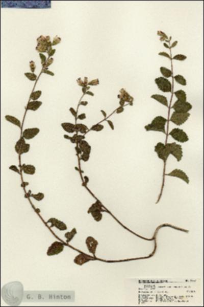 URN_catalog_HBHinton_herbarium_21727.jpg.jpg