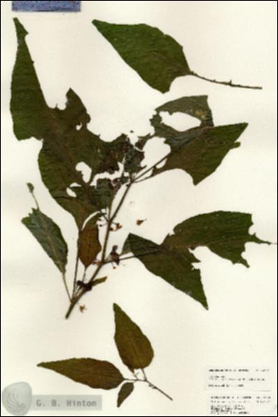 URN_catalog_HBHinton_herbarium_24706.jpg.jpg