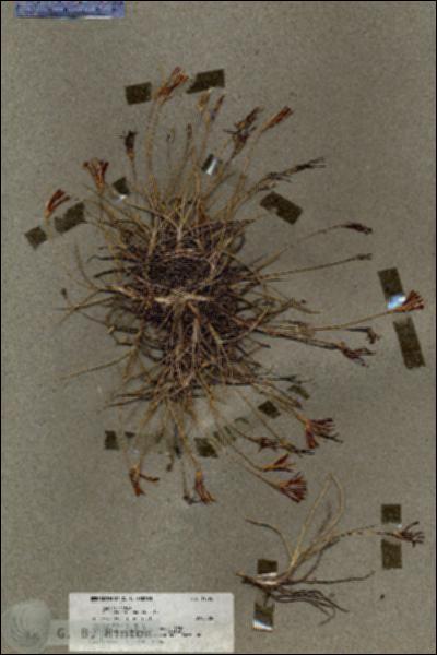 URN_catalog_HBHinton_herbarium_19596.jpg.jpg
