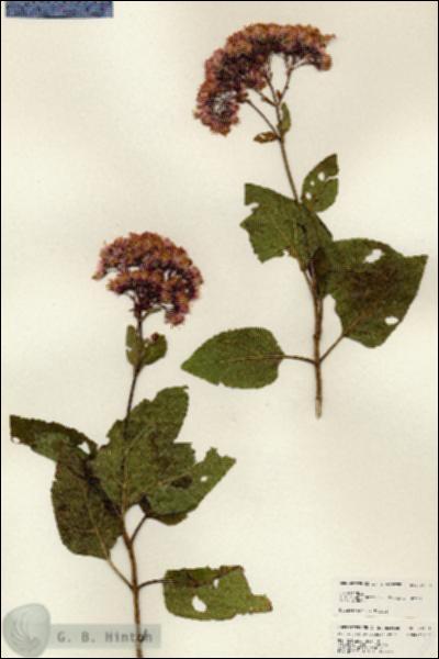 URN_catalog_HBHinton_herbarium_25101.jpg.jpg