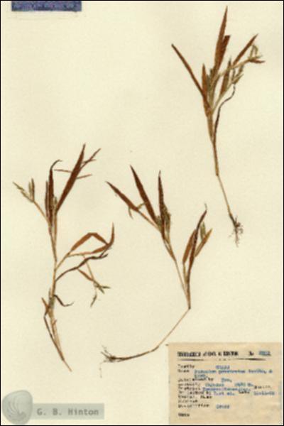 URN_catalog_HBHinton_herbarium_2393.jpg.jpg