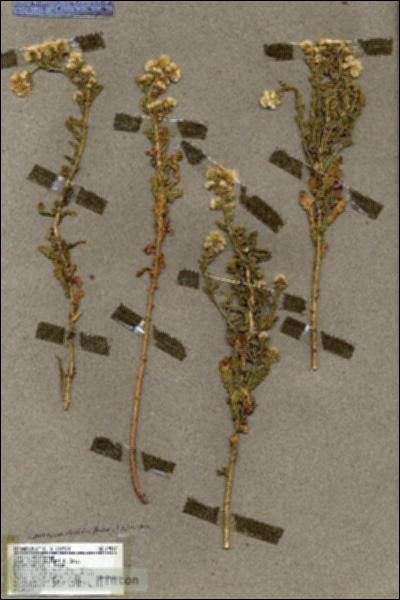 URN_catalog_HBHinton_herbarium_19517.jpg.jpg