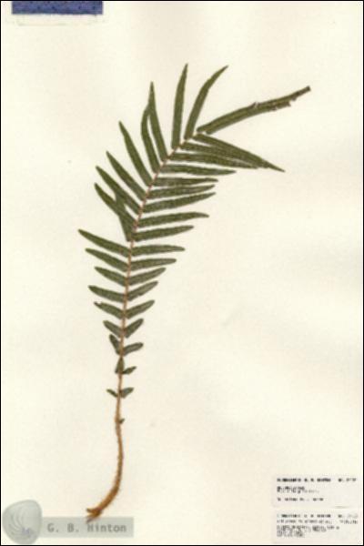 URN_catalog_HBHinton_herbarium_24120-1.jpg.jpg