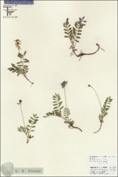 URN_catalog_HBHinton_herbarium_25849.jpg.jpg