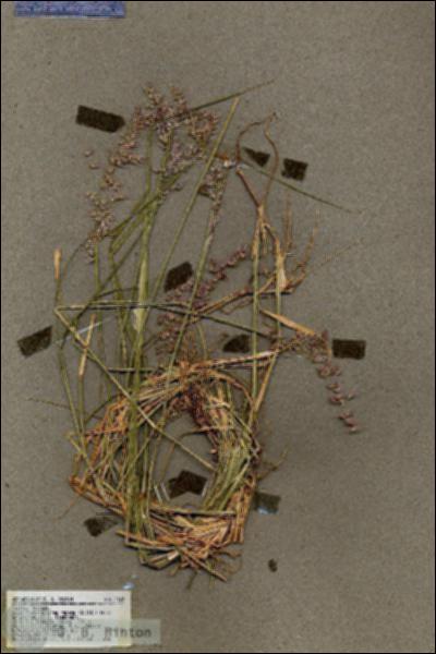 URN_catalog_HBHinton_herbarium_17623.jpg.jpg