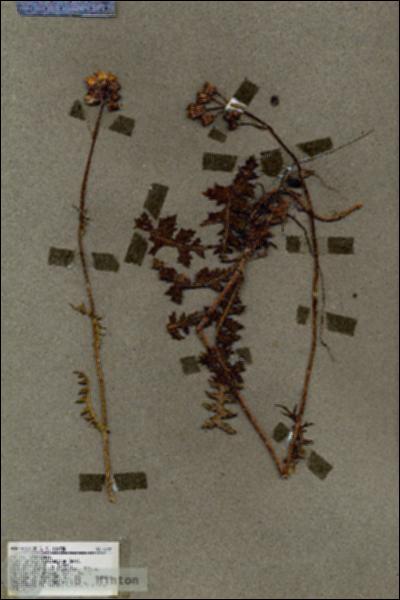 URN_catalog_HBHinton_herbarium_18921.jpg.jpg