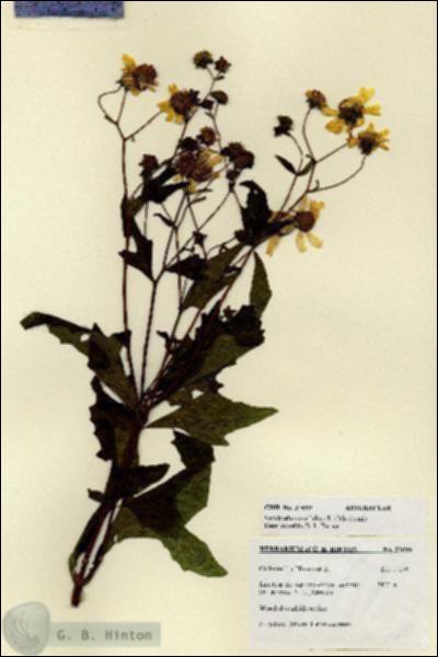 URN_catalog_HBHinton_herbarium_27699.jpg.jpg
