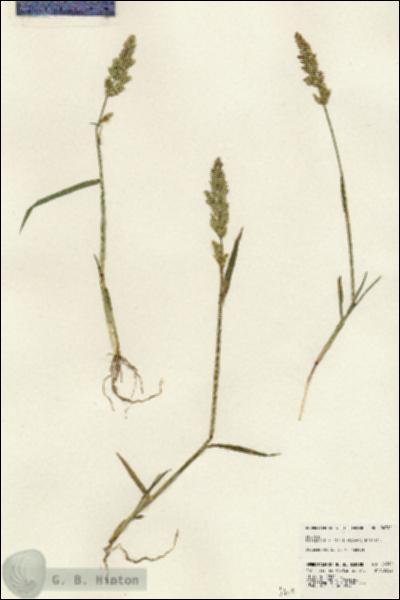 URN_catalog_HBHinton_herbarium_24390.jpg.jpg