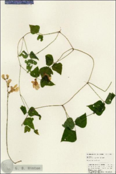 URN_catalog_HBHinton_herbarium_24908.jpg.jpg