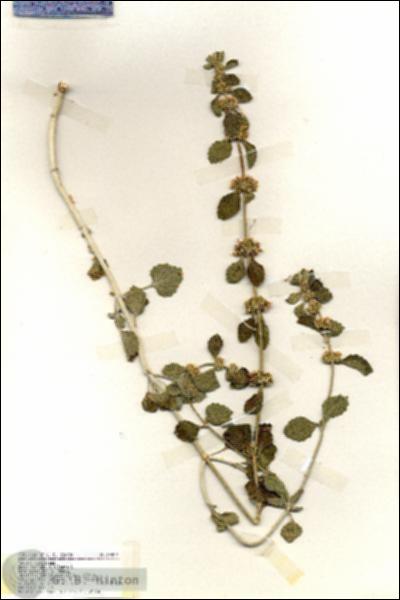 URN_catalog_HBHinton_herbarium_19409.jpg.jpg