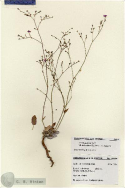 URN_catalog_HBHinton_herbarium_28514.jpg.jpg