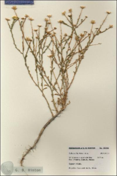 URN_catalog_HBHinton_herbarium_28356.jpg.jpg