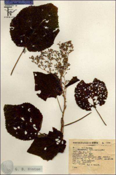 URN_catalog_HBHinton_herbarium_6779.jpg.jpg
