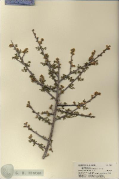 URN_catalog_HBHinton_herbarium_21896.jpg.jpg