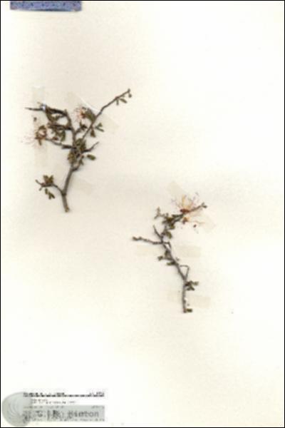 URN_catalog_HBHinton_herbarium_19714.jpg.jpg