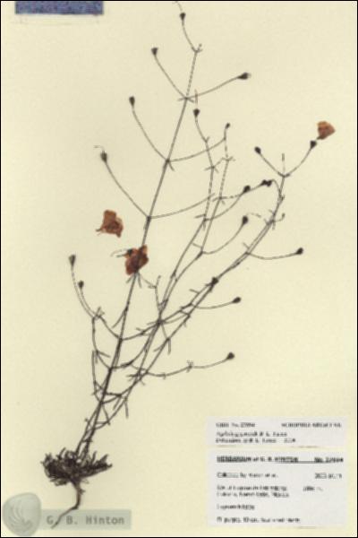 URN_catalog_HBHinton_herbarium_27894.jpg.jpg