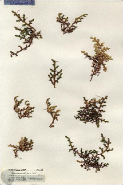 URN_catalog_HBHinton_herbarium_20084.jpg.jpg