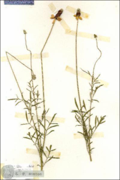 URN_catalog_HBHinton_herbarium_17122.jpg.jpg